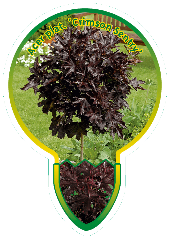 Acer Plat. ‘Crimson Sentry’