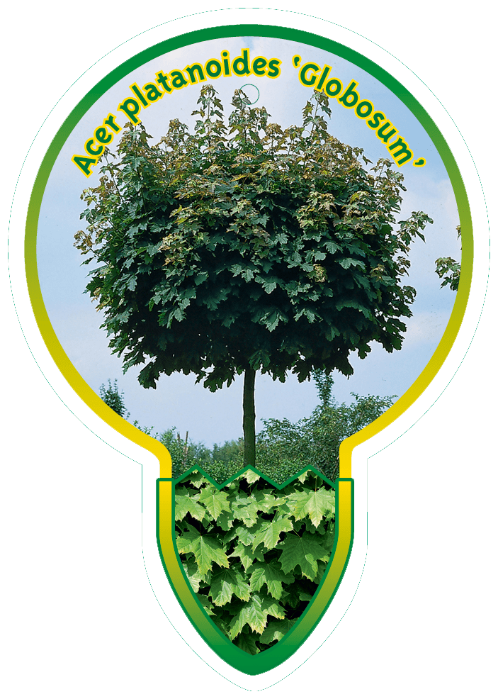 Acer Platanoides ‘Globosum’
