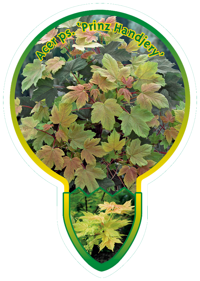 Acer Ps. ‘Prinz Handjery’