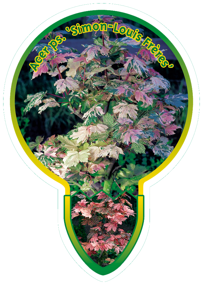 Acer Ps. ‘Simon-Louis-Freres’