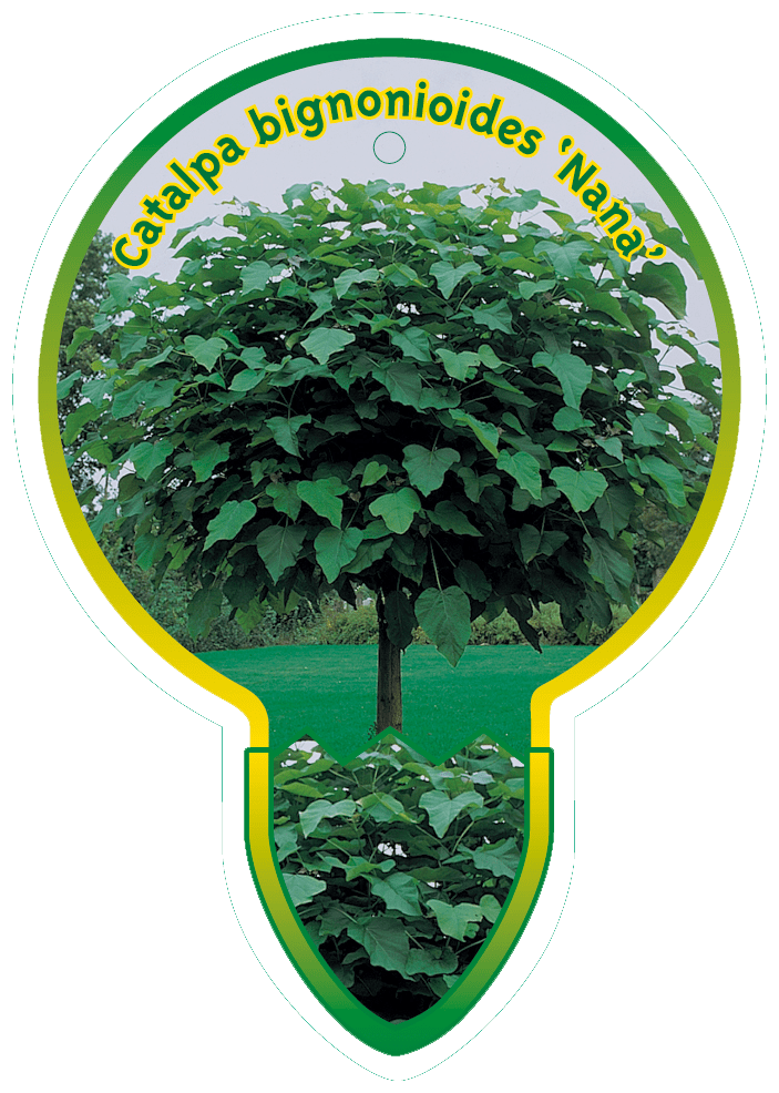 Catalpa Bignoioides ‘Nana’