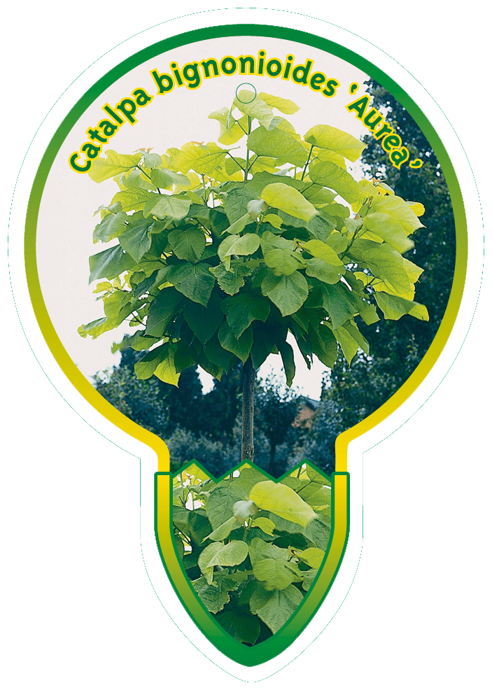 Catalpa Bignoniodes ‘Aurea’