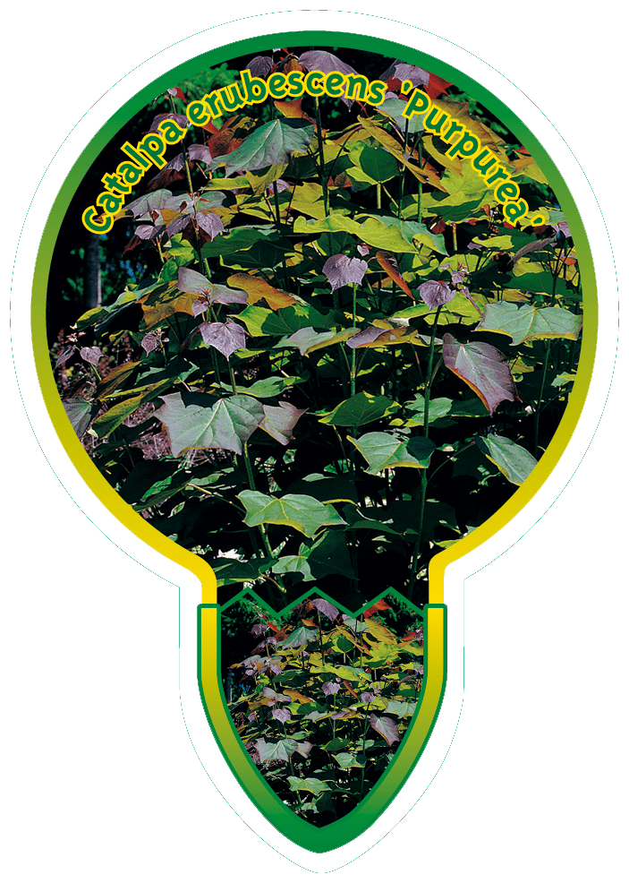 Catalpa Erubescens ‘Purpurea’