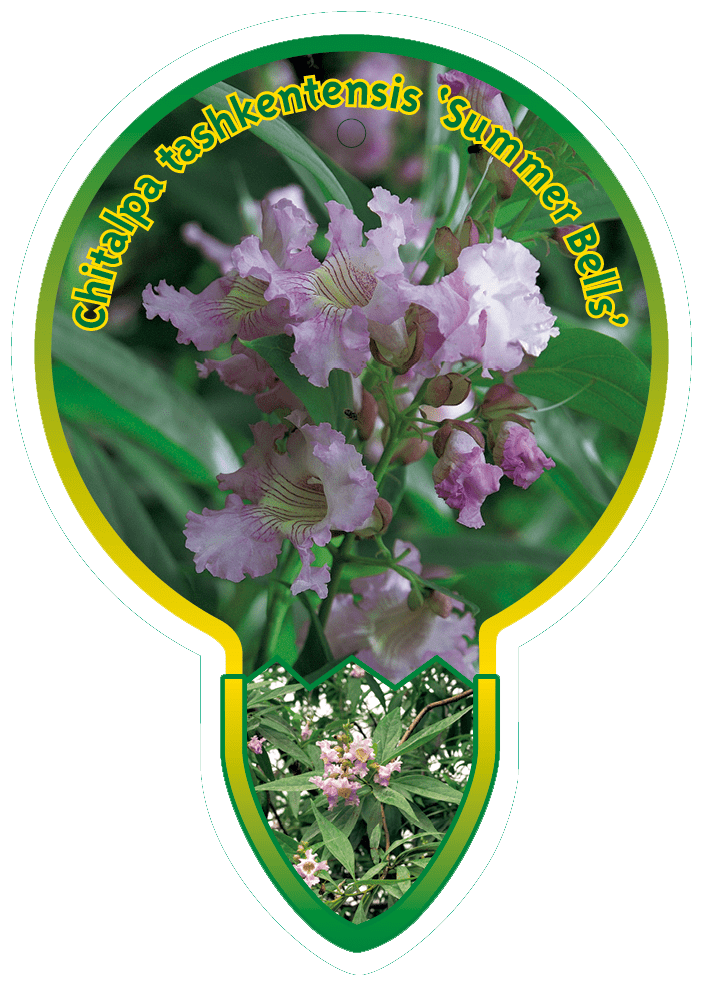 Chitalpa Tashkentensis ‘Summer Bells’