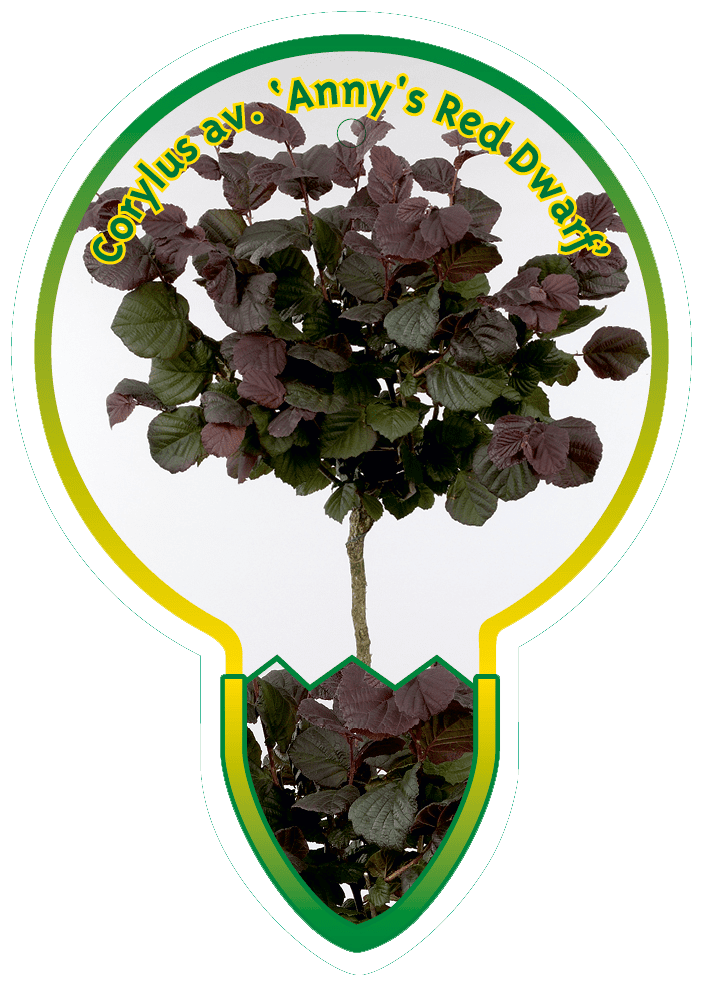 Corylus Av. ‘Anny’s Red Dwarf’