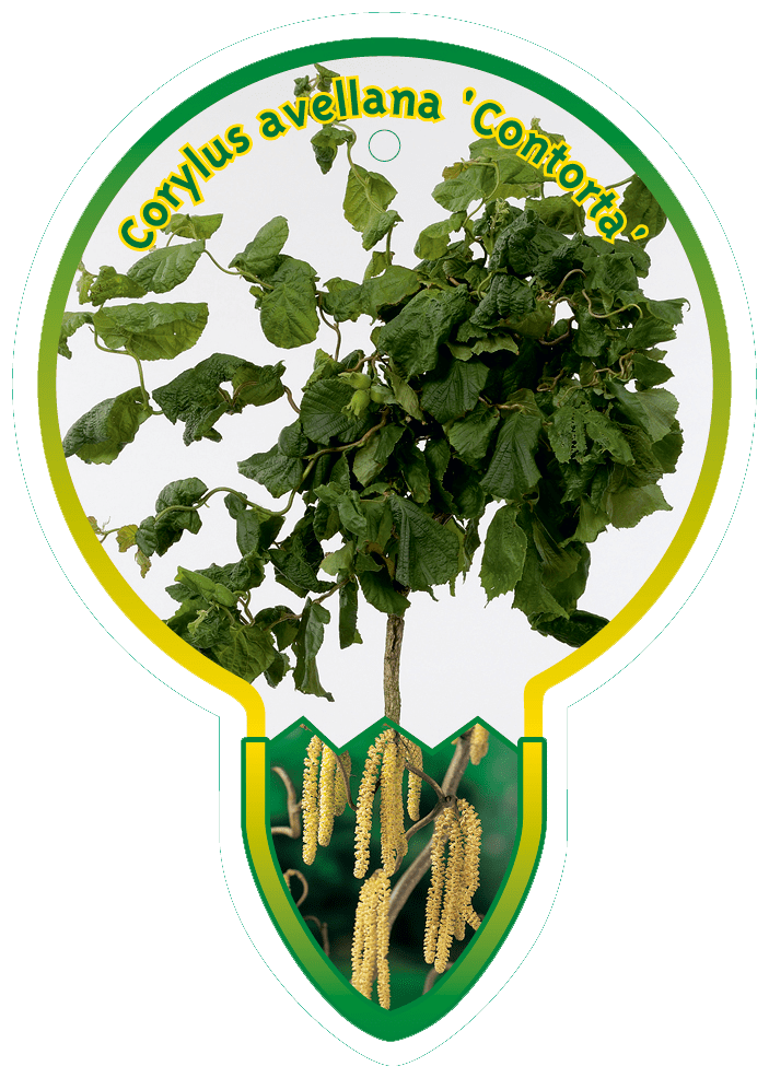 Corylus Avellana ‘Contorta’