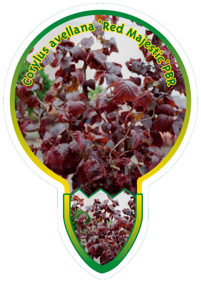 Corylus Avellana ‘Red Majestic’ PBR
