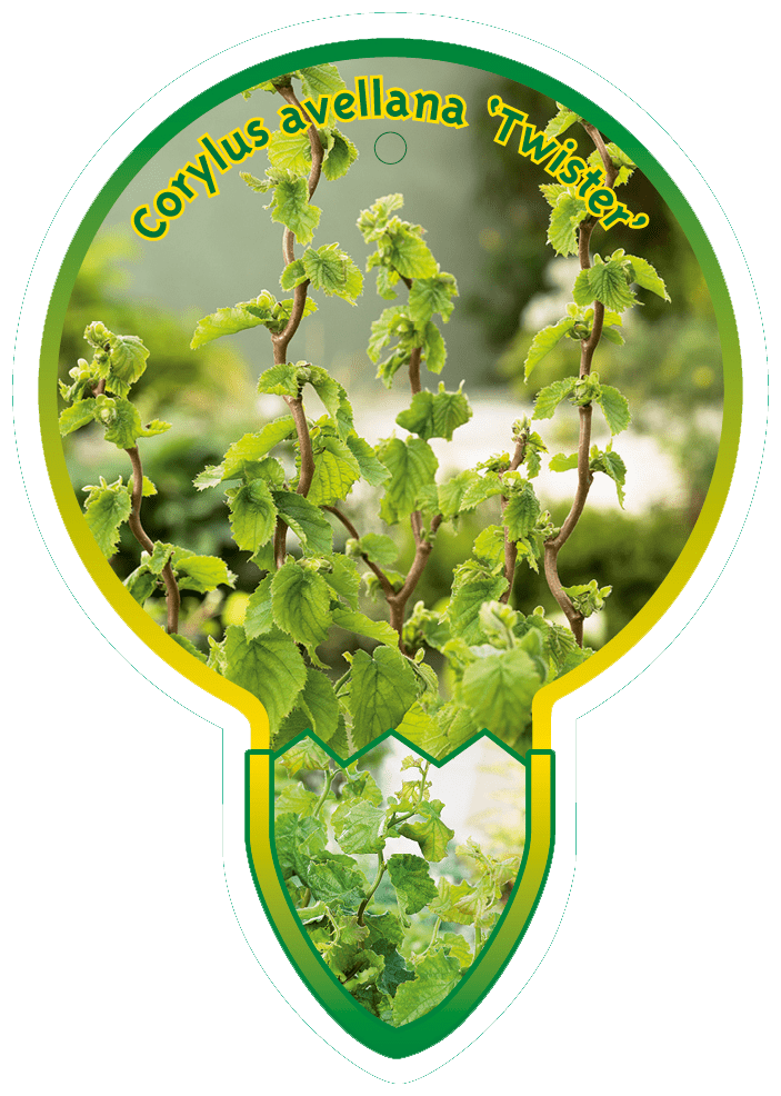 Corylus Avellana ‘Twister’