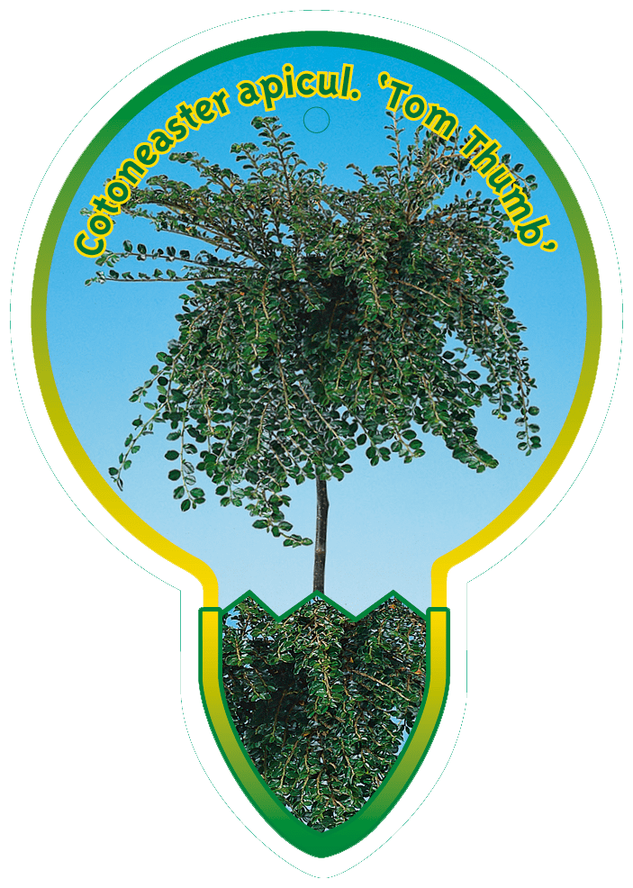 Cotoneaster Apicul. ‘Tom Thumb’