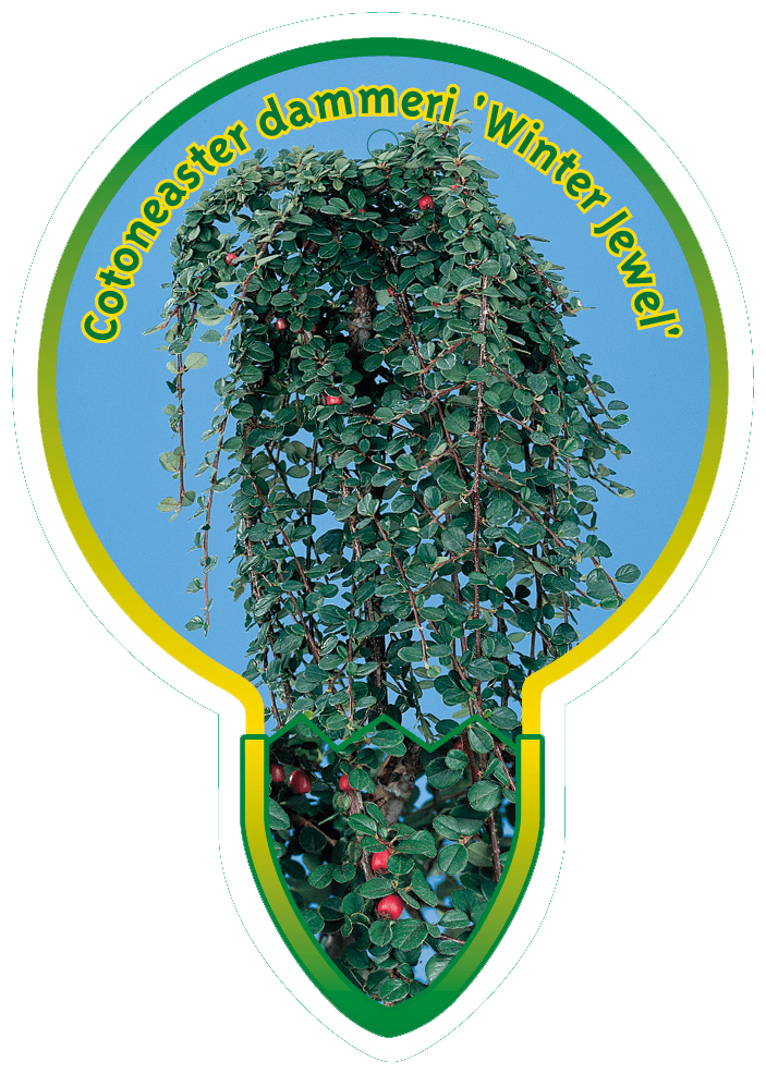Cotoneaster Dammeri ‘Winter Jewel’