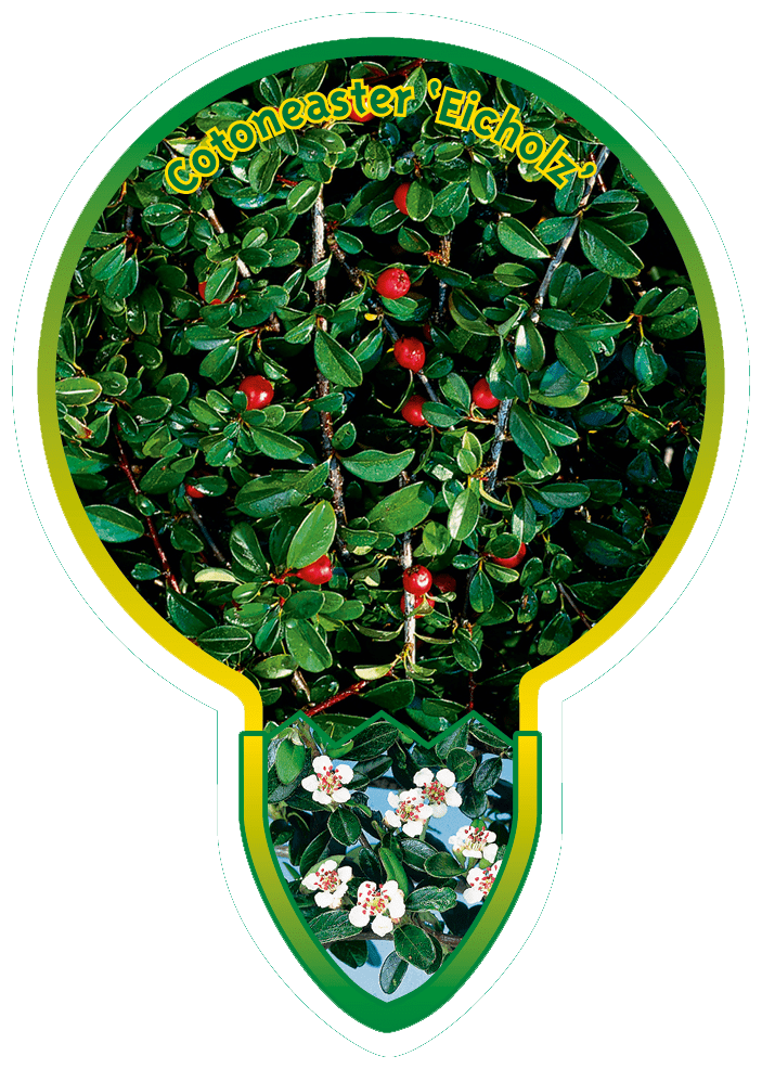 Cotoneaster ‘Eicholz’