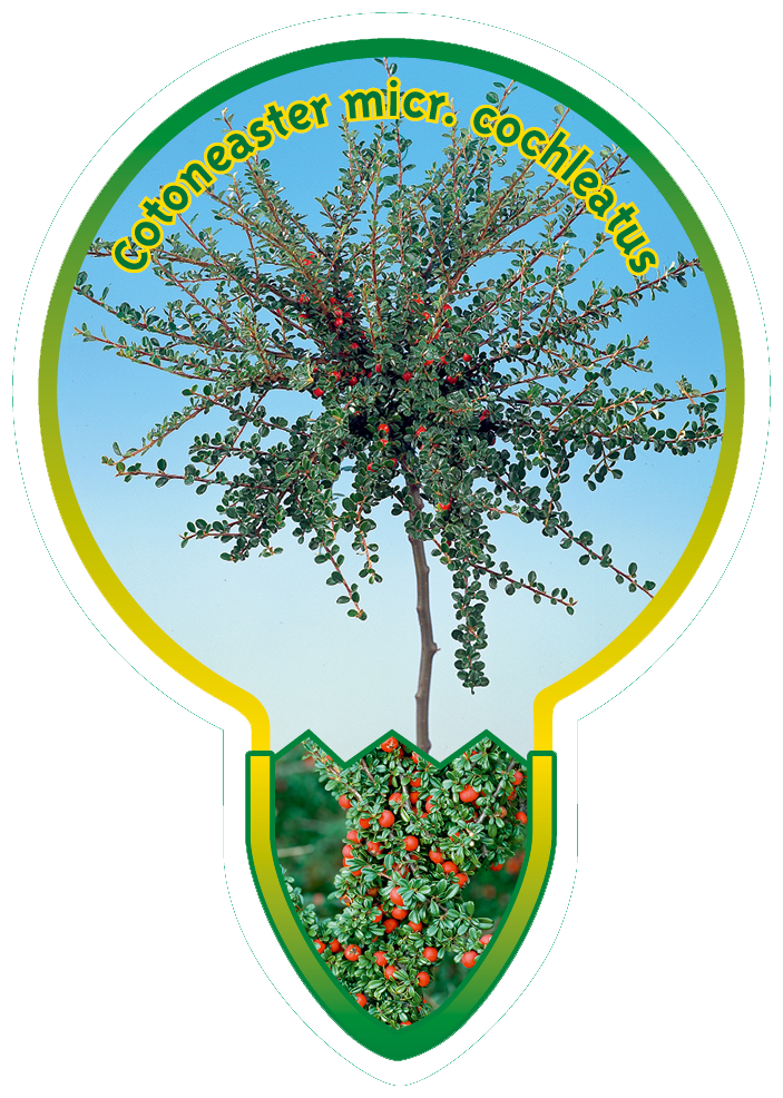 Cotoneaster Micr. Cochleatus