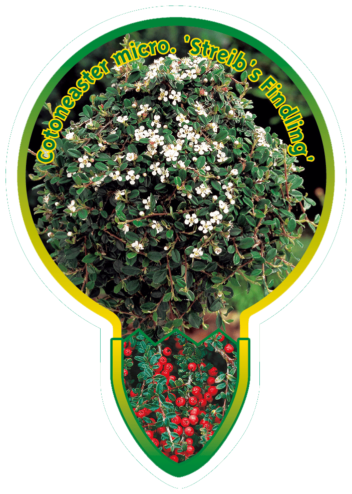 Cotoneaster Micr. ‘Streib’s Findling’
