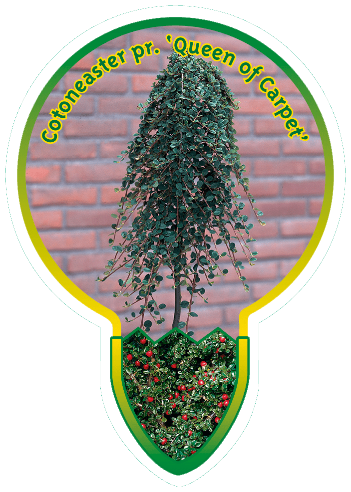 Cotoneaster Pr. ‘Queen of Carpet’