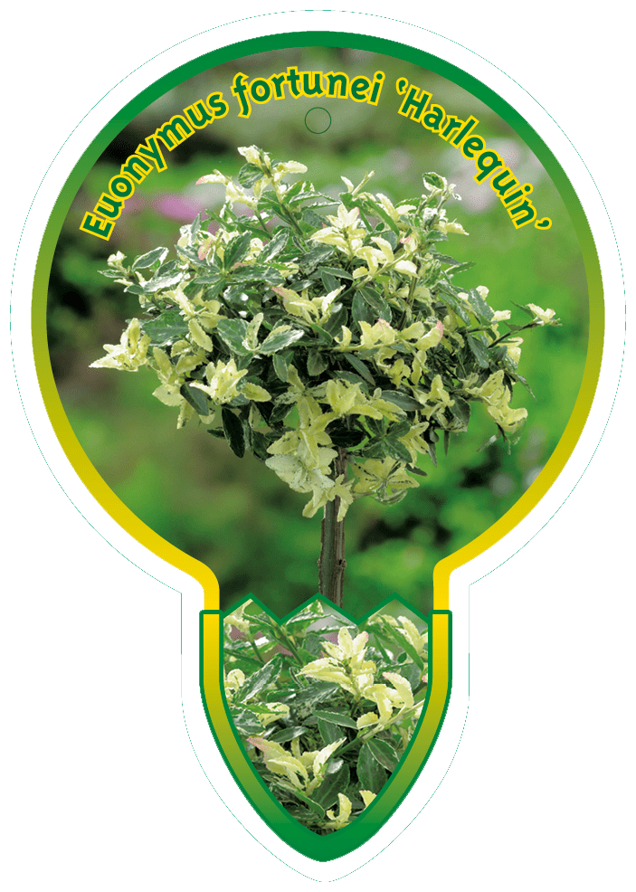 Euonymus Fortunei ‘ Harlequin’