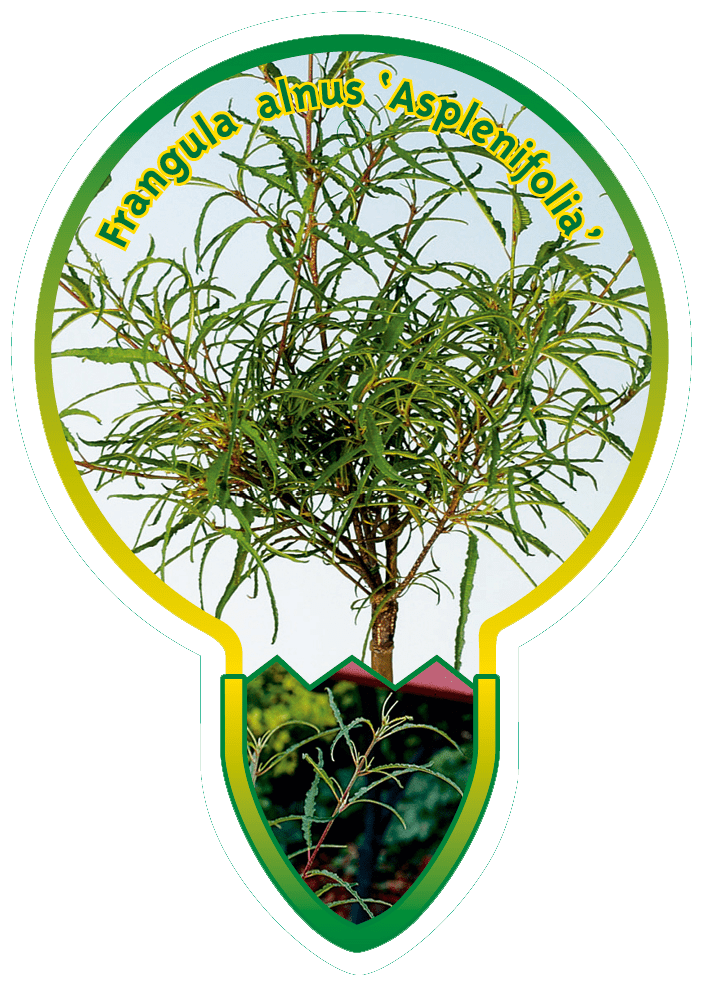 Frangula Alnus ‘Asplenifolia’