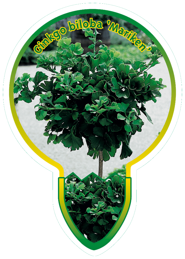 Ginkgo Biloba ‘Mariken’