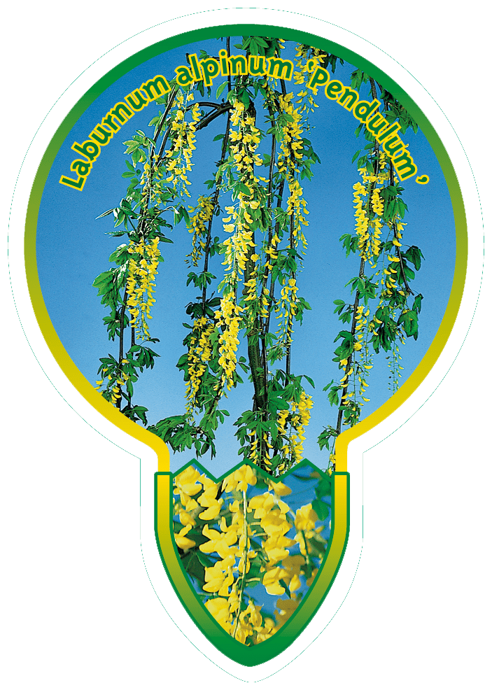 Laburnum Alpinum ‘Pendulum’