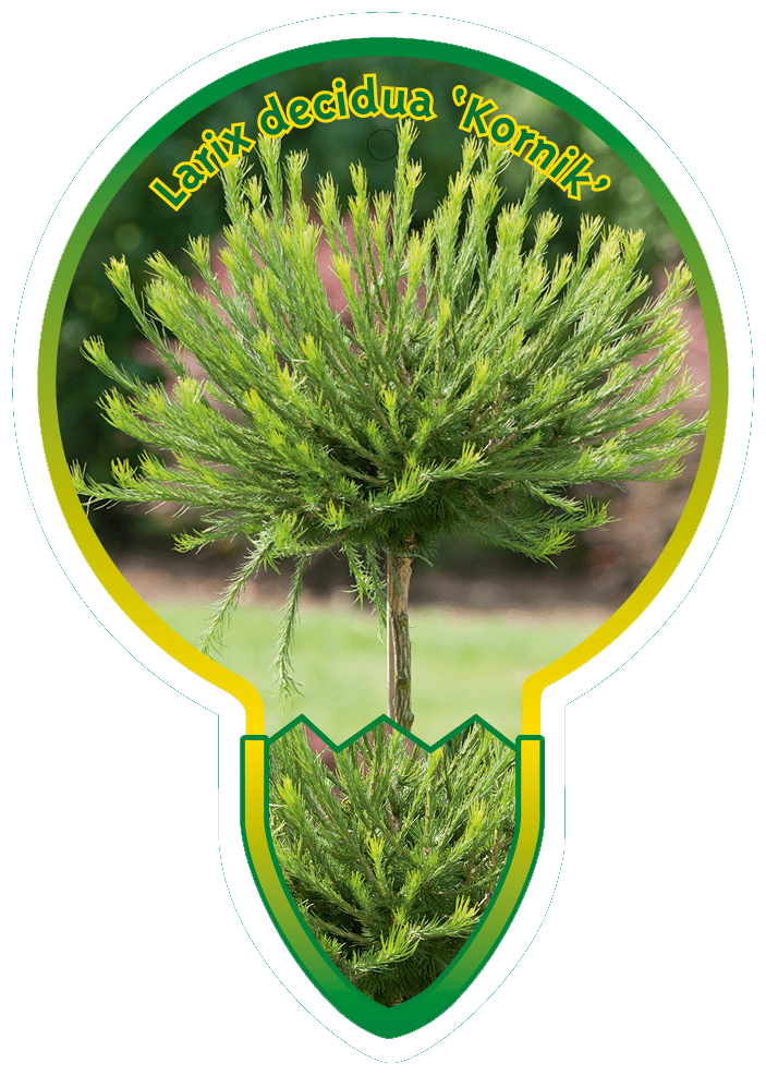 Larix Decidua ‘Kornik’