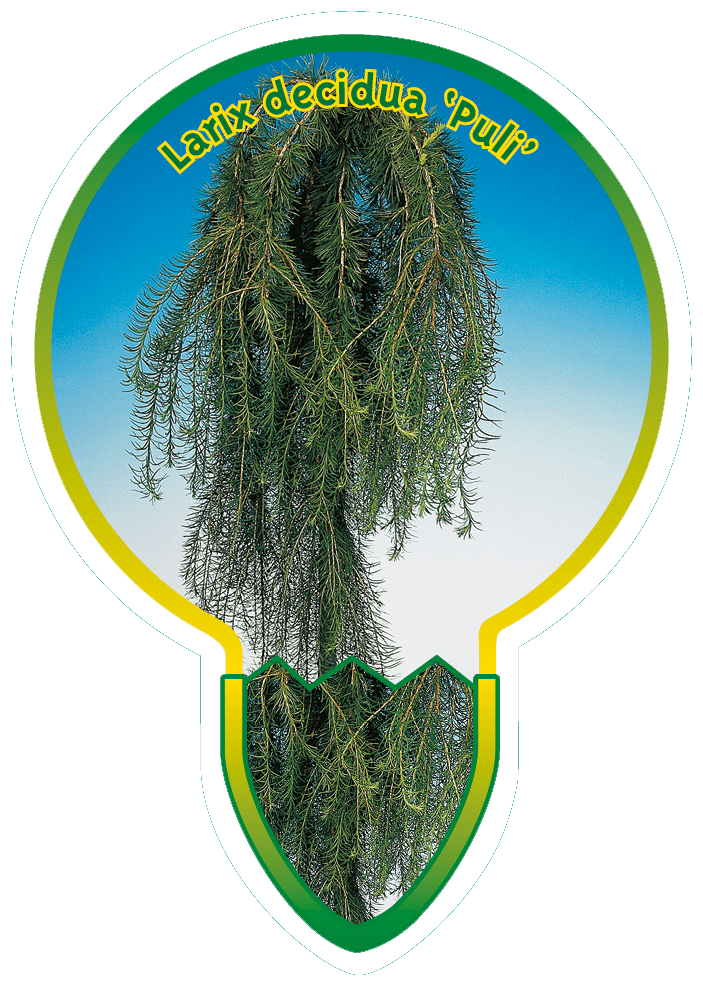 Larix Decidua ‘Puli’