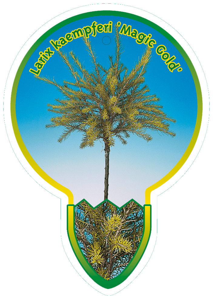 Larix Kaempferi ‘Magic Gold’