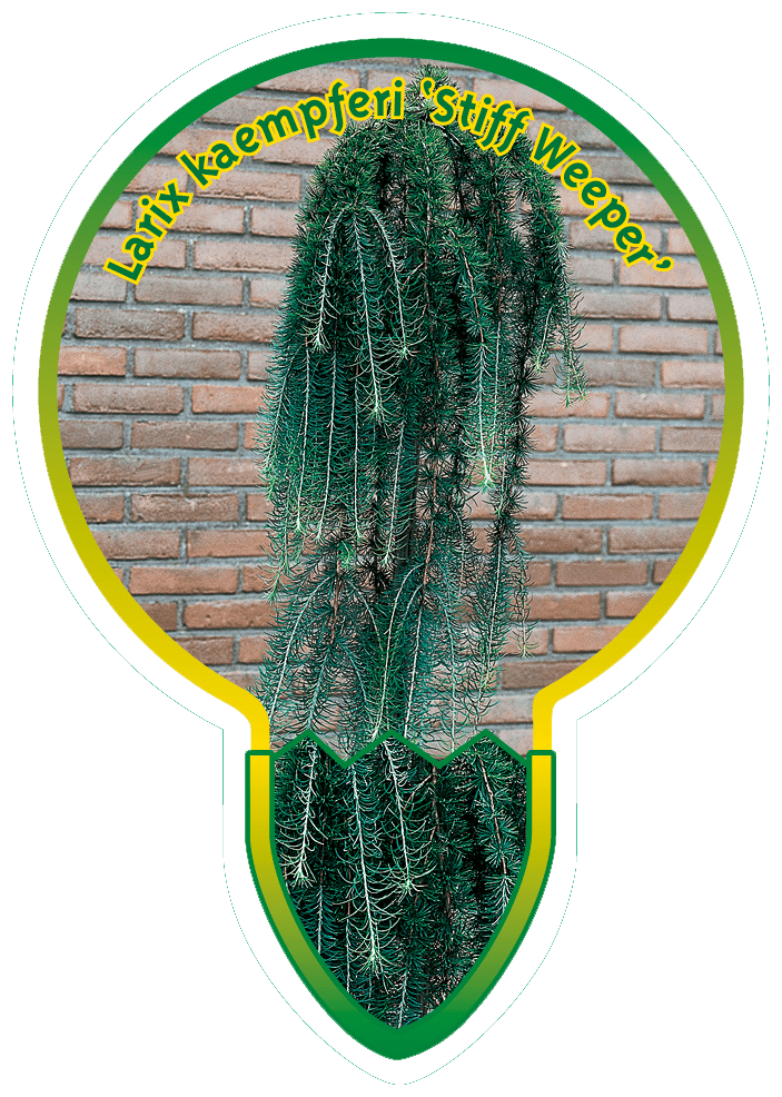 Larix Kaempferi ‘Stiff Weeper’