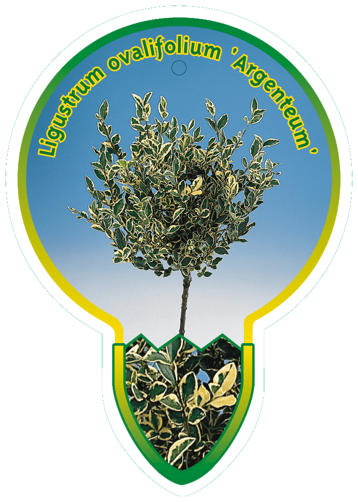 Ligustrum Ovalifolium ‘Argenteum’