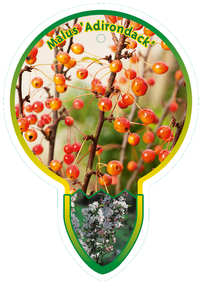 Malus ‘Adrinodack’