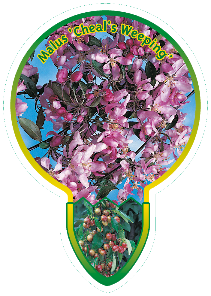Malus ‘Cheal’s Weeping’