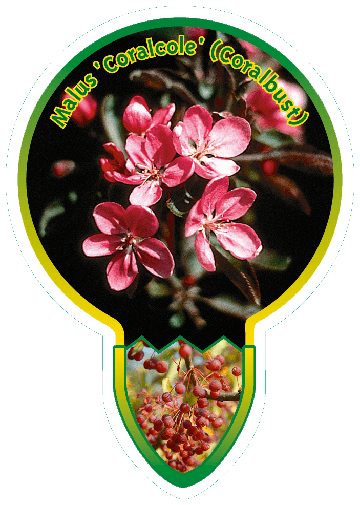 Malus ‘Coralcole’ (Coralbust)