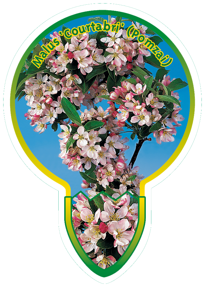 Malus ‘Courtabri’ (Pomzai)
