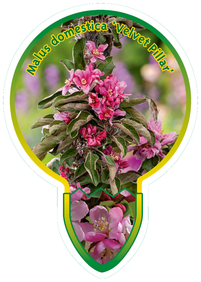 Malus Domestica ‘Velvet Pillar’
