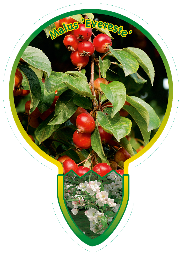 Malus ‘Evereste’