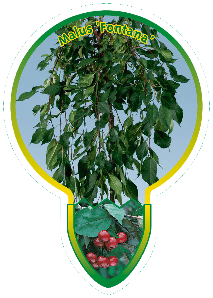 Malus ‘Fontana’