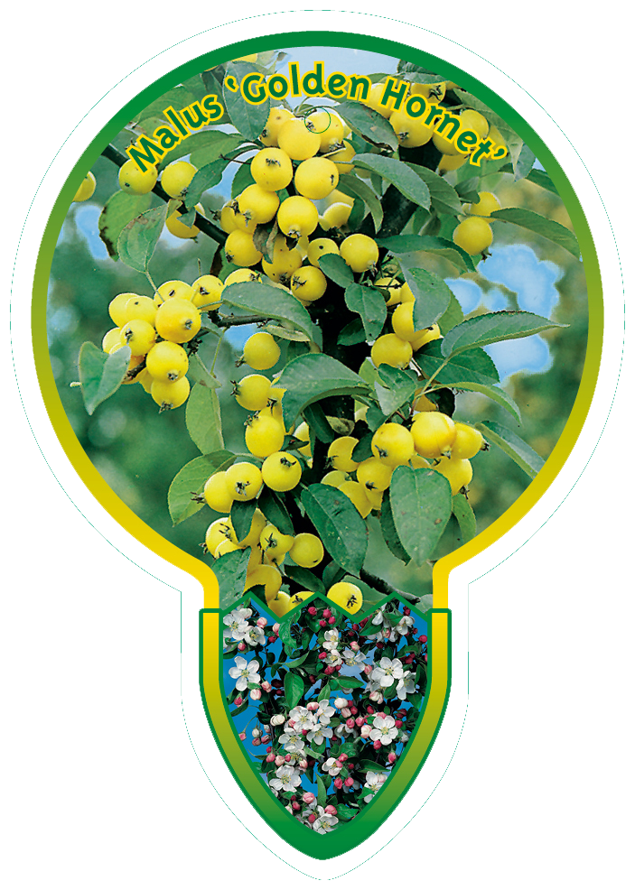 Malus ‘Golden Hornet’