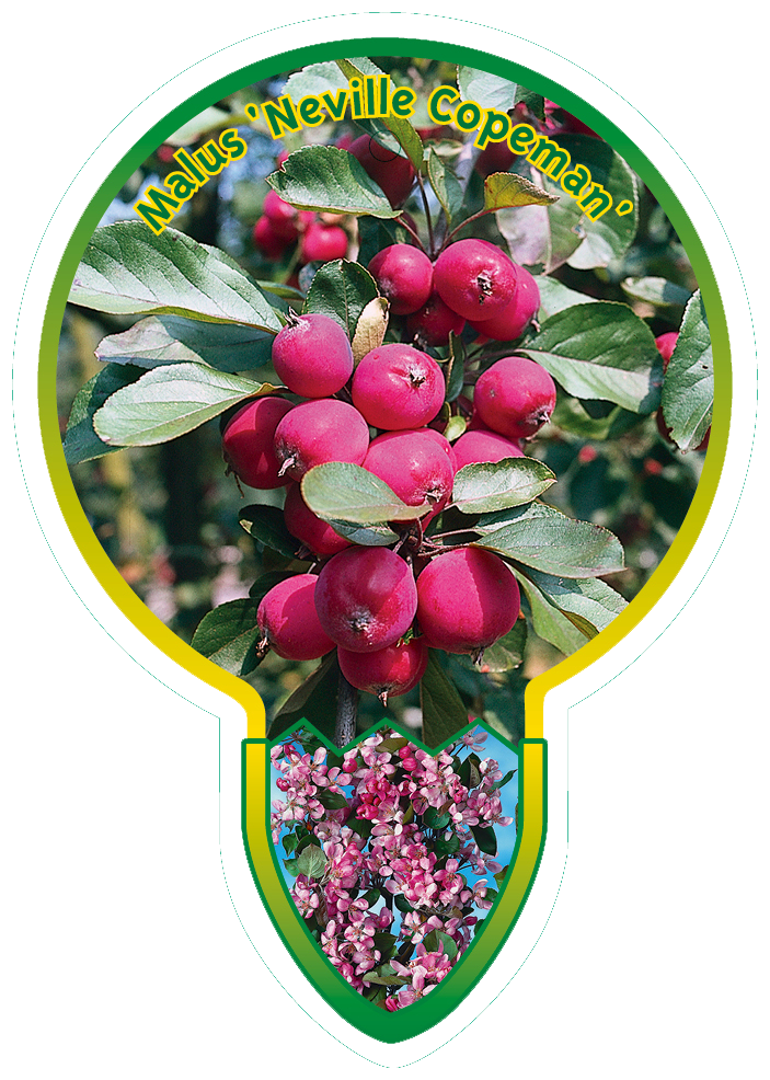 Malus ‘Neville Copeman’