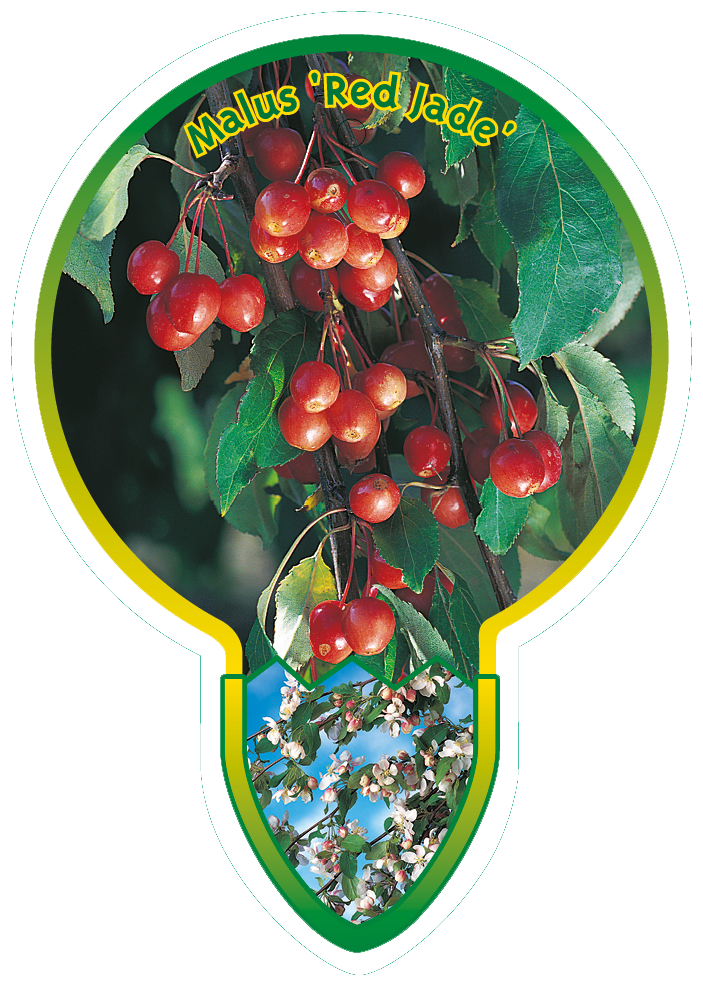 Malus ‘Red Jade’
