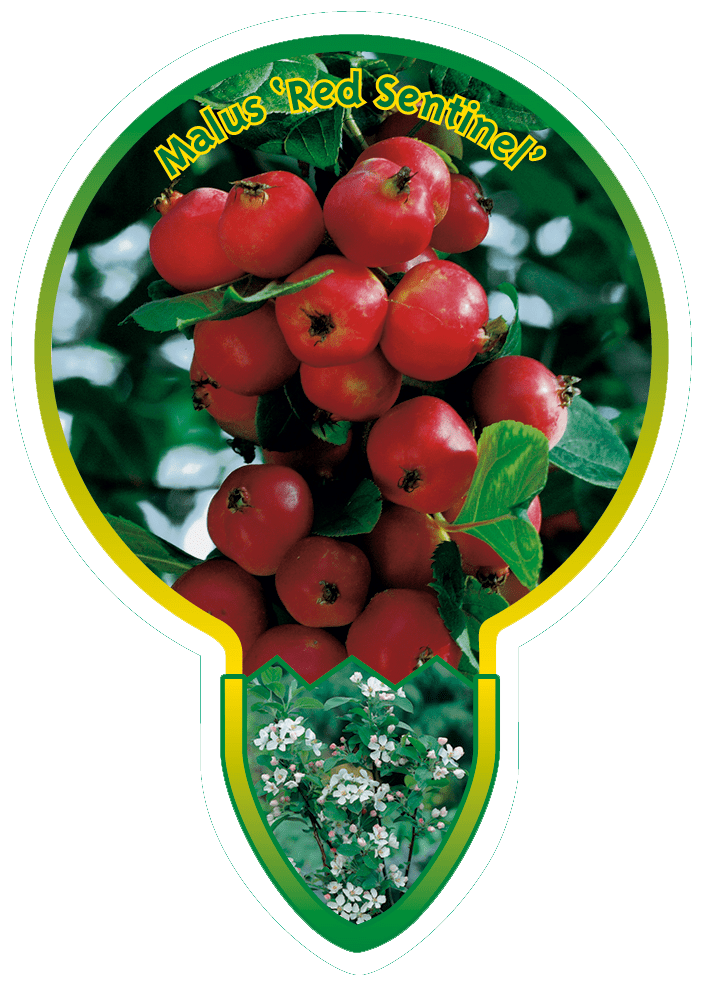 Malus ‘Red Sentinel’