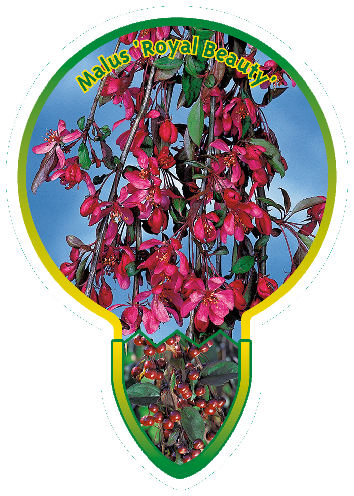 Malus ‘Royal Beauty’