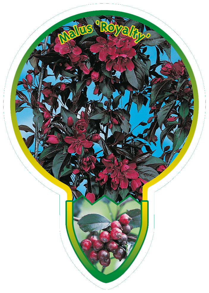 Malus ‘Royalty’