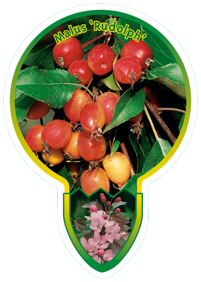 Malus ‘Rudolph’