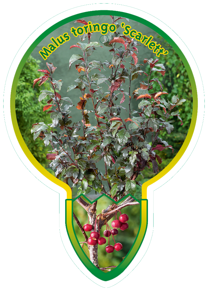 Malus Toringo ‘Scarlett’