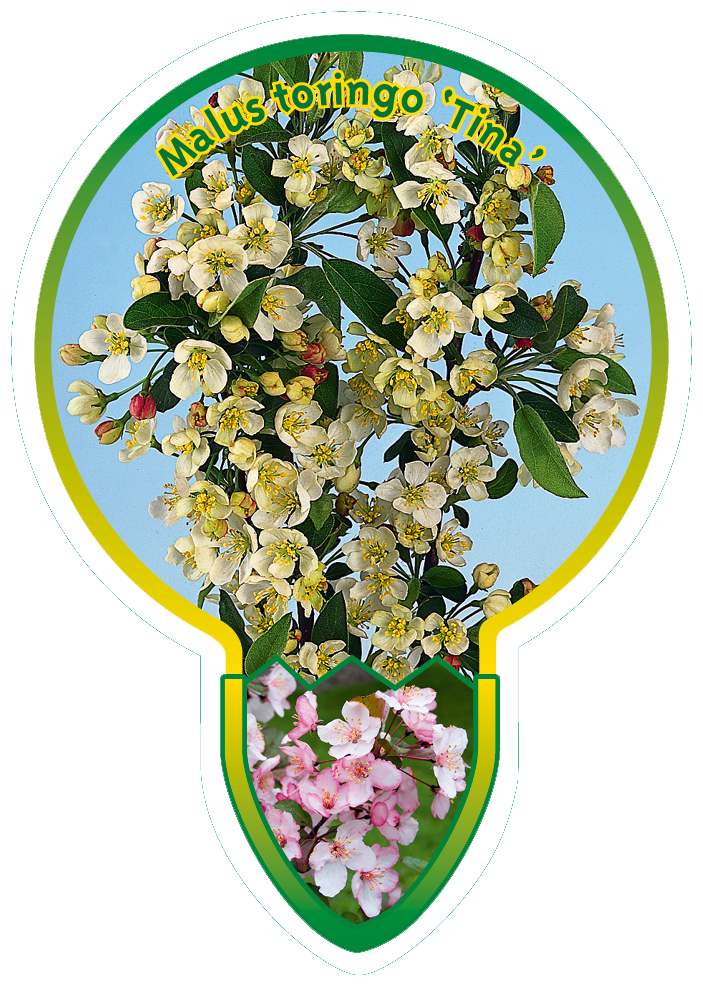 Malus Toringo ‘Tina’