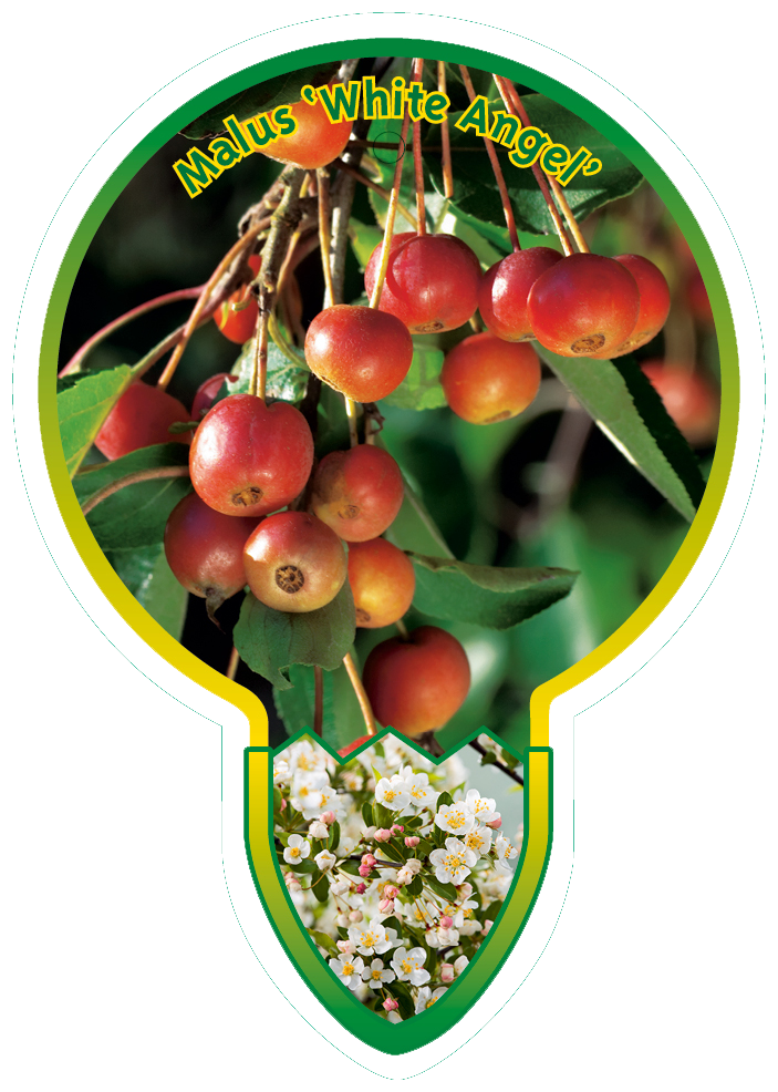 Malus ‘White Angel’