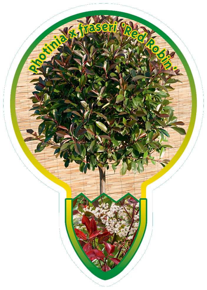 Photinia X Fraseri ‘Red Robin’