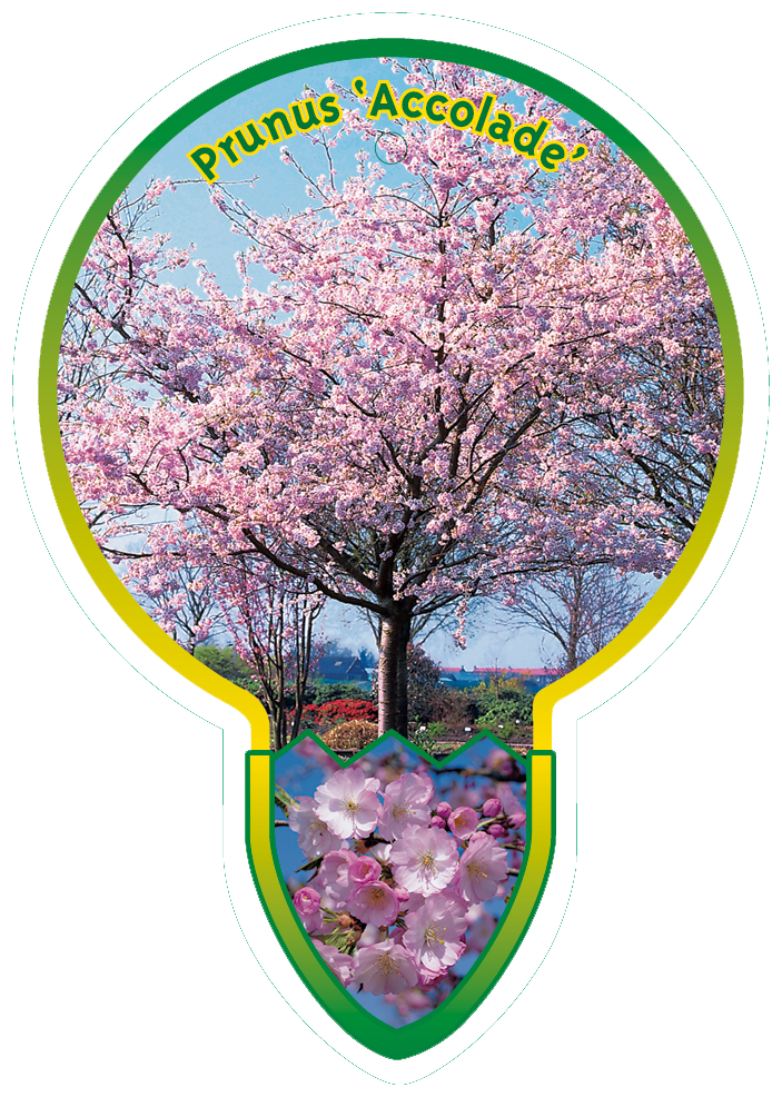 Prunus ‘Accolade’