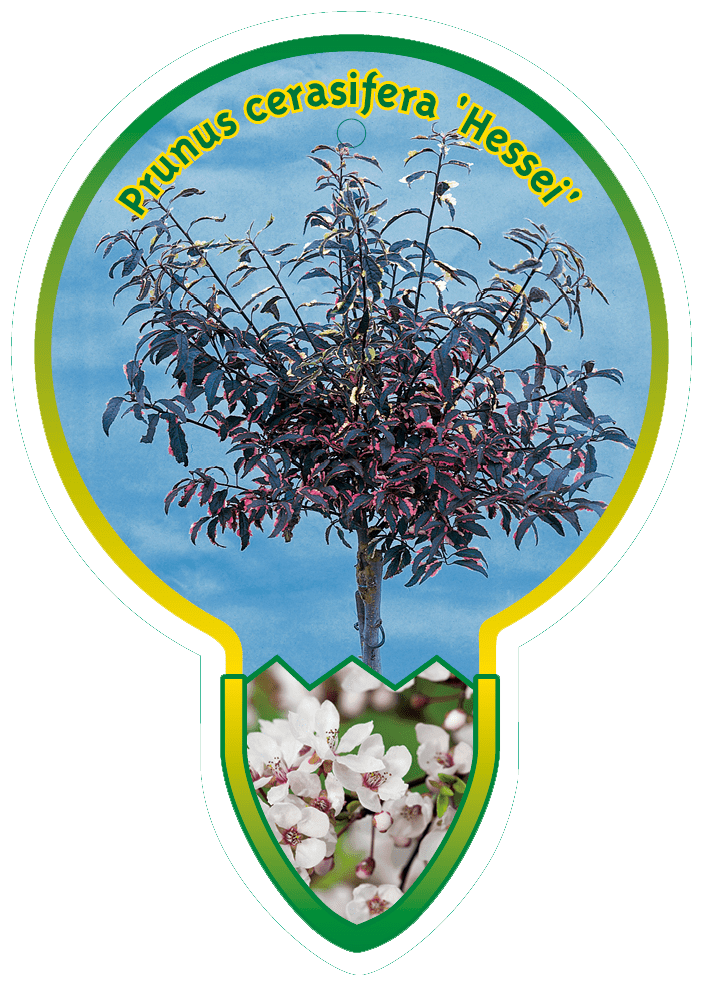 Prunus Cerasifera ‘Hessei’