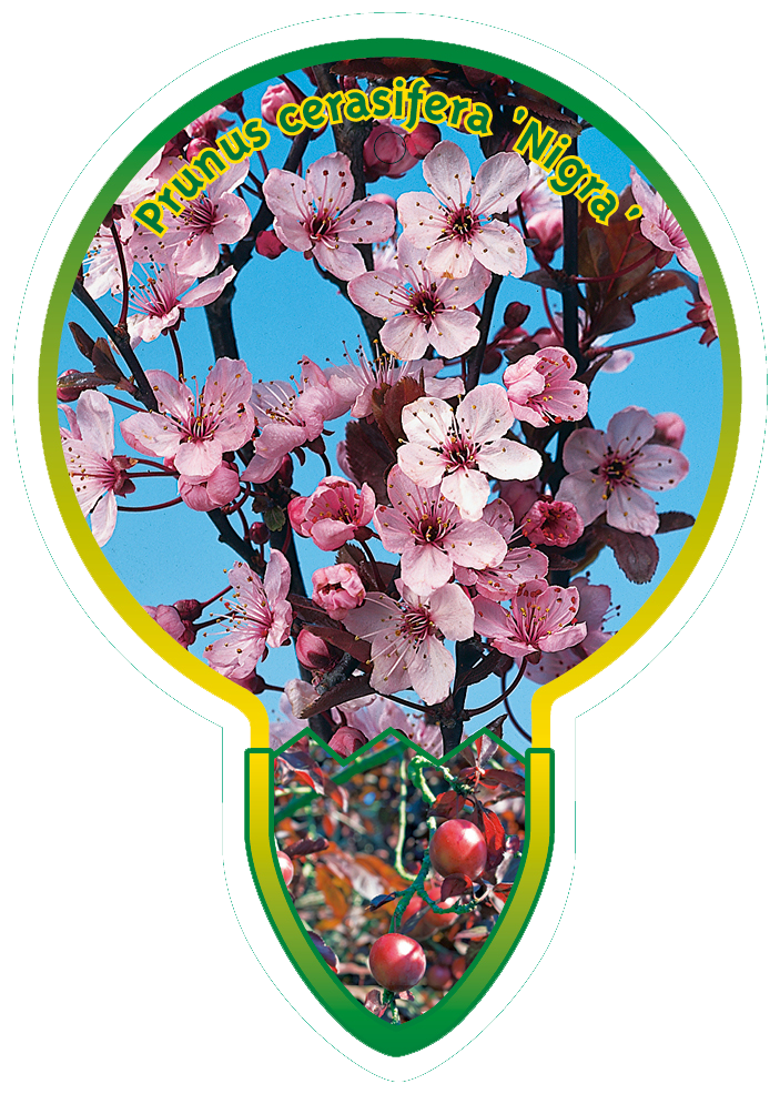 Prunus Cerasifera ‘Nigra’