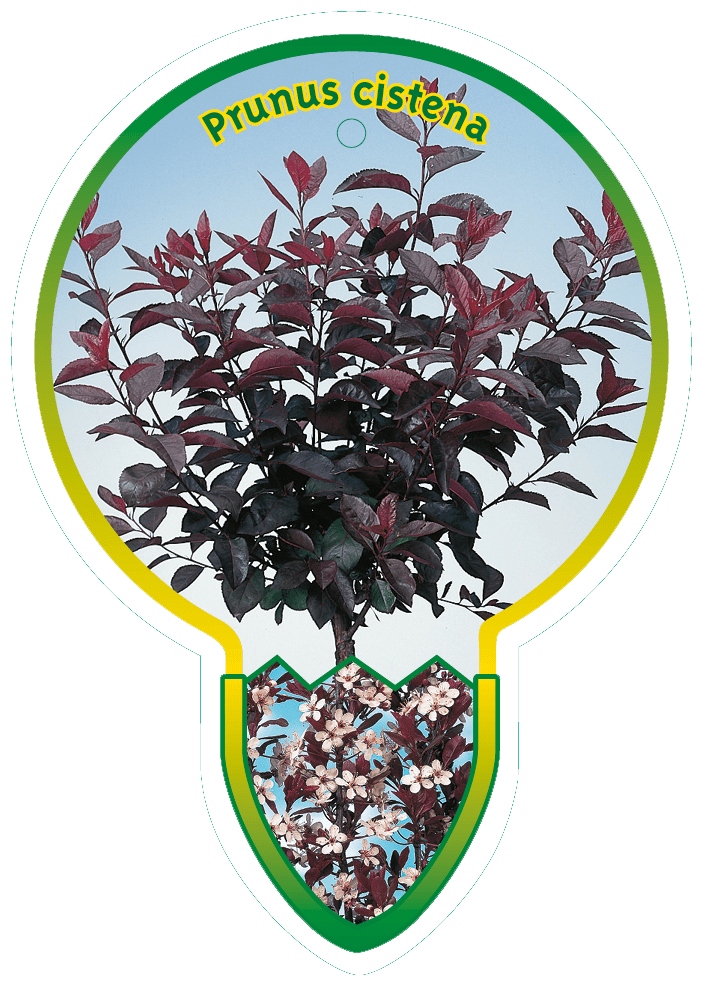 Prunus Cistena