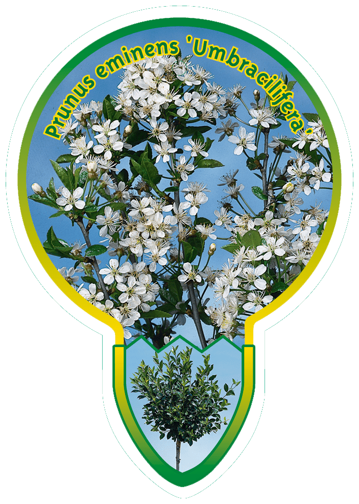 Prunus Eminens ‘Umbracilifera’